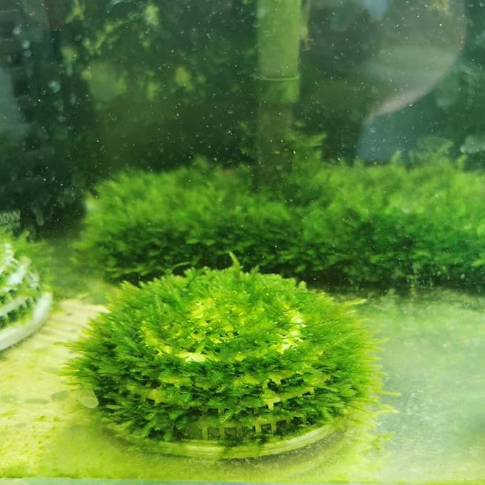 balacoo Aquarium Breeder Box 3.14X3.14X1.57 Inch Moss Breeding Hemisphere with Permeable Holes for Freshwater Fish Tank Isolation and Aquatic Plant Holder