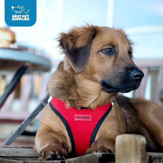Best Pet Supplies Voyager Step-in Air Harness - All Weather Mesh, Reflective, No Pull Harness for Dogs, Cats - Secure with Hook & Loop Fastener, Buckle, Double D-Rings - Turquoise, XL