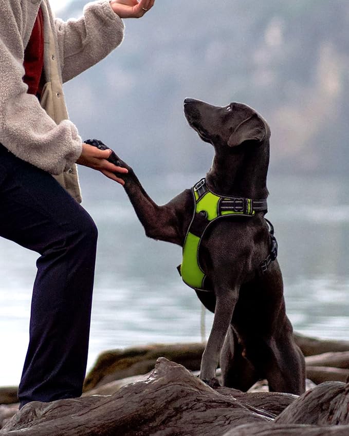 Joytale No Pull Dog Harness for Small Dogs, Reflective Pet Vest with Front Clip, Adjustable Soft Padded Harnesses with Easy Control Handle for Training and Walking, Green, S