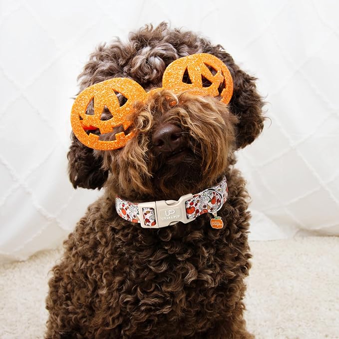 Fall Dog Collar – Halloween Dog Collars-Adjustable Pumpkin & Daisy Floral Collar with Quick Release, Autumn Harvest Dogs Collars