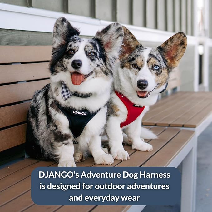 DJANGO Adventure Dog Harness - Stylish and Durable Small Dog Harness for Outdoor Adventures and Everyday Wear - Red Neoprene Adjustable Harness for Dogs with Reflective Piping, Solid Brass D-Ring
