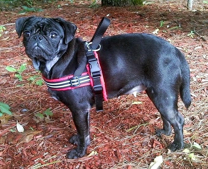 ComfortFlex Sport Dog Harness – No-Choke, Fully Padded, Non-Chafing Harness with Control Handle – Reflective, Lightweight, Adjustable for Active Dogs – Medium, Red