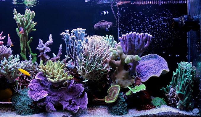 Aquatic Foods Inc. Golden Pearls 300-500 Microns for Tropical Fish Fry, Babies, Guppies, Tetras, Bettas, Nano Fish, for Corals, Anemones, Reef Tanks…3oz Squeeze Bottle