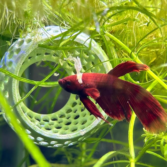 CTWPets Betta Bulb Hide | Betta Rest Fish Tank Ornament | Aquarium Cave with Suction Cup for Small Fish Tank, Betta Habitat, Shrimp Hideout, Aquatic Decor (Black)