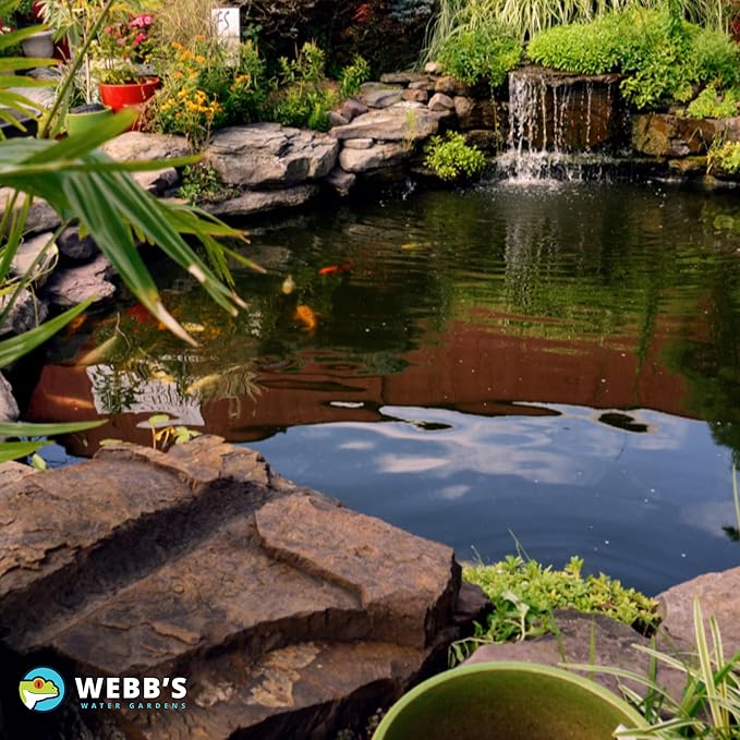 Webb's Water Gardens 3-in-1 Pond Blend | All Natural Enzyme Producing Beneficial Bacteria for Koi, Goldfish & Turtle Ponds | Breaks Down Sludge & Muck | All Natural | Safe - 1lb