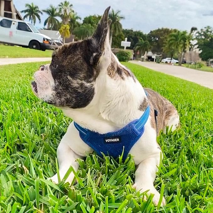 Best Pet Supplies Voyager Mesh Dog Breathable Harness Reflective Stitching, All Weather Adjustable for Walking Training, or Running - Heavy Duty & Durable, Harness Leash Set (Royal Blue), L
