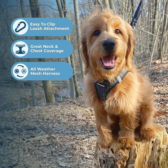 Best Pet Supplies Voyager Step-in Air Harness - All Weather Mesh, Reflective, No Pull Harness for Dogs, Cats - Secure with Hook & Loop Fastener, Buckle, Double D-Rings - Gray 2-Tone, S