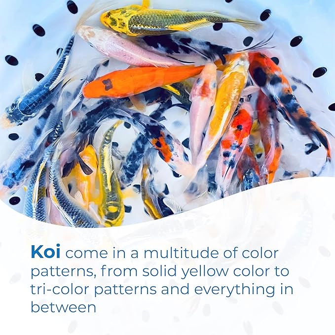 Toledo Goldfish Standard Fin Koi, Variety of Colors and Patterns - Beautiful Live Fish Perfect for Ponds, Tanks, and Aquariums - 5-6 Inches, 10 Count