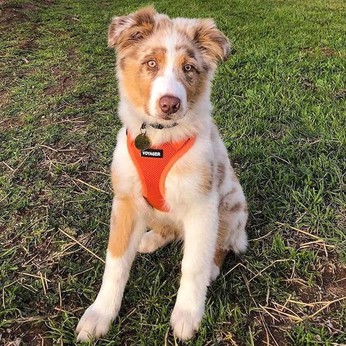 Best Pet Supplies Voyager Step-in Air Harness - All Weather Mesh, Reflective, No Pull Harness for Dogs, Cats - Secure with Hook & Loop Fastener, Buckle, Double D-Rings - Orange, M