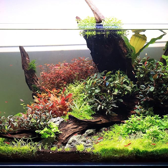 Ultum Nature Systems Driftwood - Malaysian Drift Wood for Fish Tank, Planted Tank, Terriarium, Paludarium - Versatile Natural Driftwood Decor, Events Wood Centerpiece - Malaysian, Small (8-12")