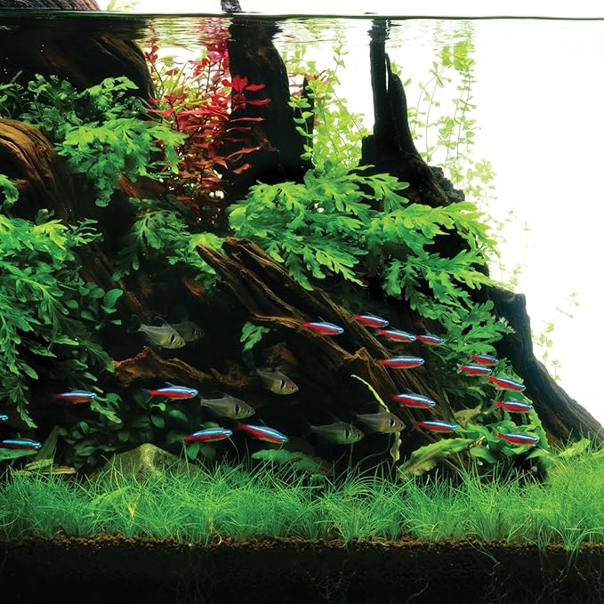 Ultum Nature Systems Driftwood - Amazon Drift Wood for Fish Tank, Planted Tank, Terriarium, Paludarium - Versatile Natural Driftwood Decor, Events Wood Centerpiece - Amazon Wood, M 9-16", 5 Pack