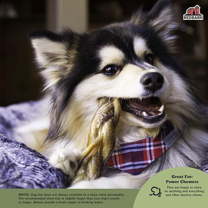 Redbarn Pet Products 7" Braided Bully Sticks for Dogs - Natural, Grain-Free, Highly Palatable, Long-Lasting Dental Chews Sourced from Free-Range, Grass-Fed Cattle, 3-Count, Pack of 12