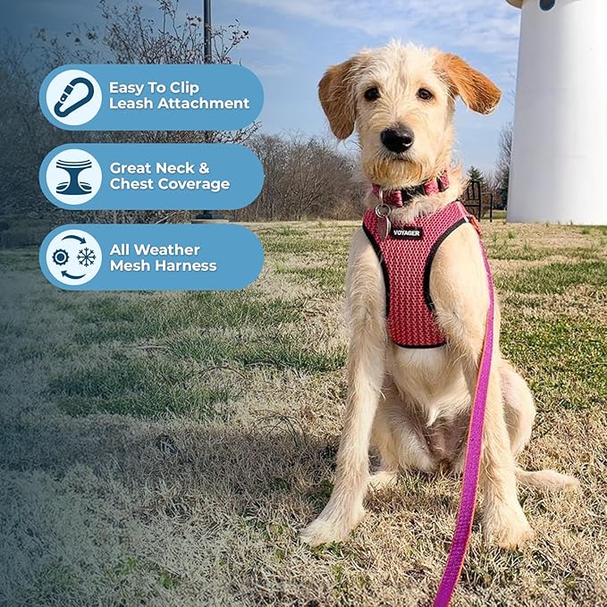Best Pet Supplies Voyager Step-in Air Harness - All Weather Mesh, Reflective, No Pull Harness for Dogs, Cats - Secure with Hook & Loop Fastener, Buckle, Double D-Rings - Fuchsia 2-Tone, M