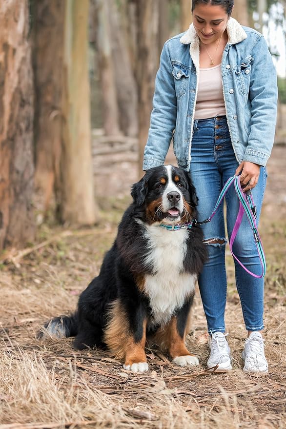 Blueberry Pet Safety Dog Collar with Dual D-Rings | 3M Reflective Multi-Colored Adjustable Collar in Blue and Yellow | Soft Nylon Dog Collar for Active Large Dogs
