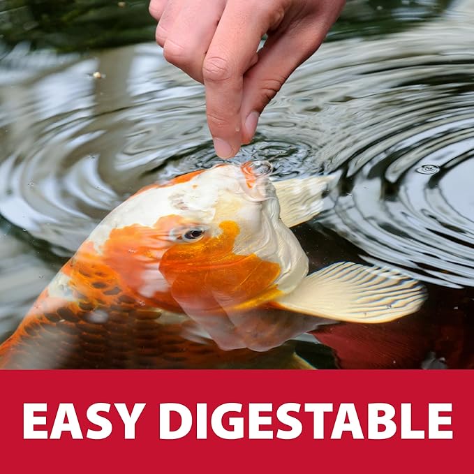 The Pond Guy Spring & Fall Wheat Germ Fish Food for Koi & Goldfish, Premium Cold Weather Floating Pellets, Healthy Formula for Winter Nutrition, 2 lbs