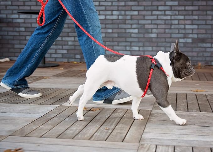 Harness Lead No Pull Dog Harness and Leash Set, Anti Pull Dog Harness for All Breeds and Sizes, One-Piece Cushioned Rope Design Safely Prevents Escaping and Pulling (Small/Medium, Blue/Multi)