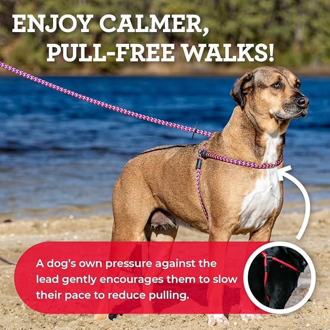 Harness Lead No Pull Dog Harness and Leash Set, Anti Pull Dog Harness, One-Piece Cushioned Rope Safely Prevents Escaping and Pulling *New Insert is Removable (Small/Medium, Purple/Turquoise)