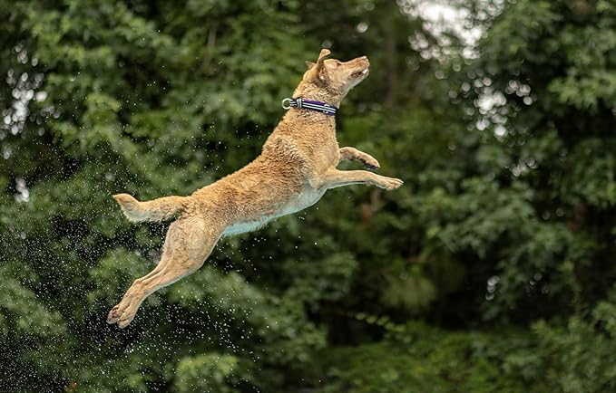 ComfortFlex Premium Padded Martingale Dog Collar – Reflective Waterproof Slip-On Limited Slip Collar for Gentle Control & Escape Prevention - Medium, Saffron Yellow