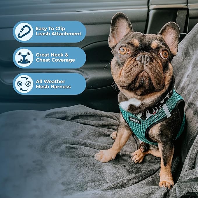 Best Pet Supplies Voyager Step-in Air Harness - All Weather Mesh, Reflective, No Pull Harness for Dogs, Cats - Secure with Hook & Loop Fastener, Buckle, Double D-Rings - Turqupise 2-Tone, XS