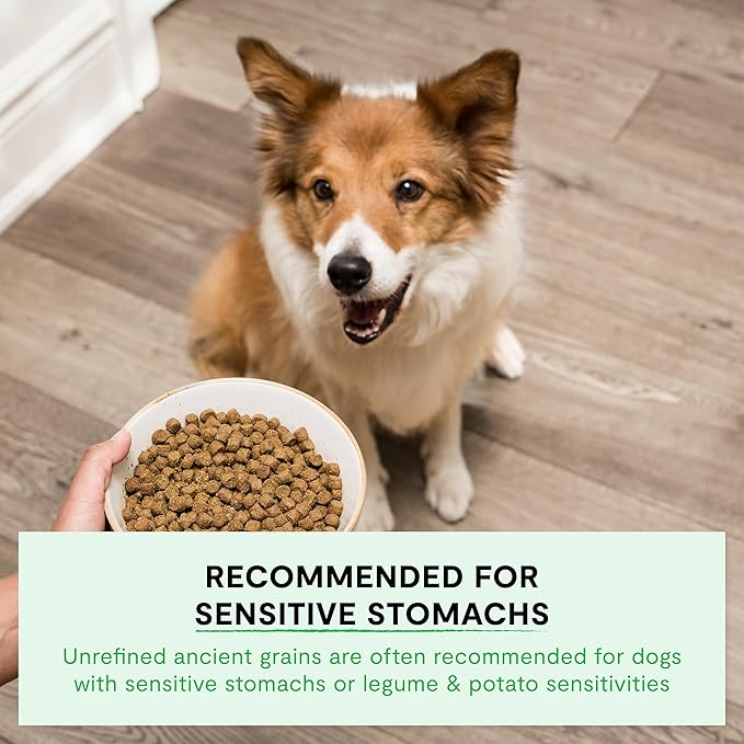 Open Farm, Ancient Grains Dry Dog Food, Protein-Rich & Nutrient Dense, 90% Animal Protein Mixed with Non-GMO Fruits, Veggies and Superfoods, Wild Caught Salmon Recipe, 4lb Bag