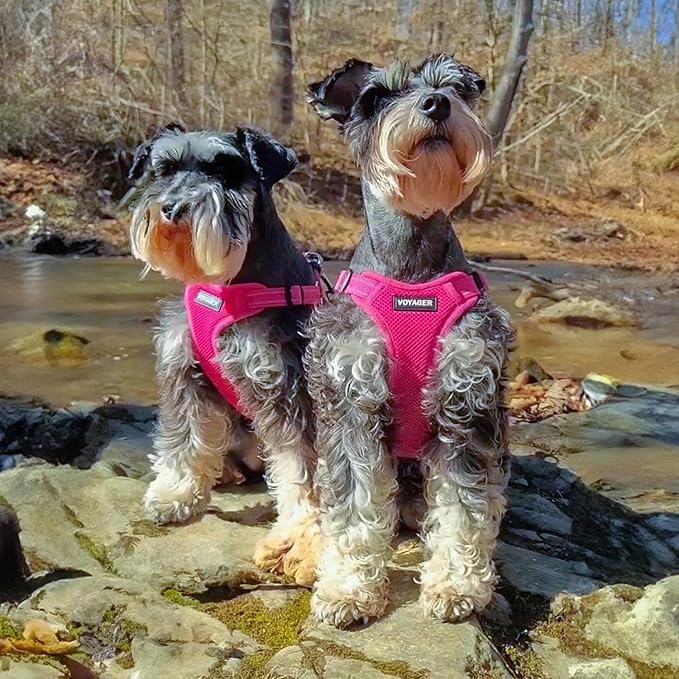 Best Pet Supplies Voyager Mesh Dog Breathable Harness Reflective Stitching, All Weather Adjustable for Walking Training, or Running - Heavy Duty & Durable, Harness Leash Set (Fuchsia), M