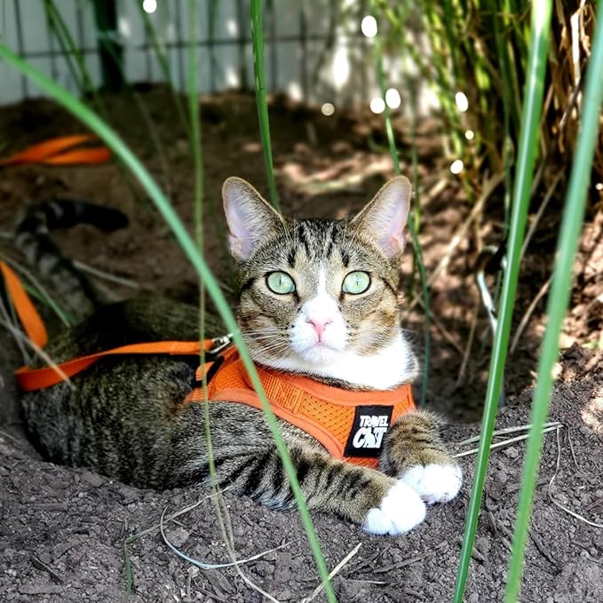 Travel Cat Harness and Leash Set - Adjustable Fit Mesh Cat Harness and Reflective Strap - Comfort Walking Vest for Kitten for Outdoor Walking, Hiking (Small, Orange)