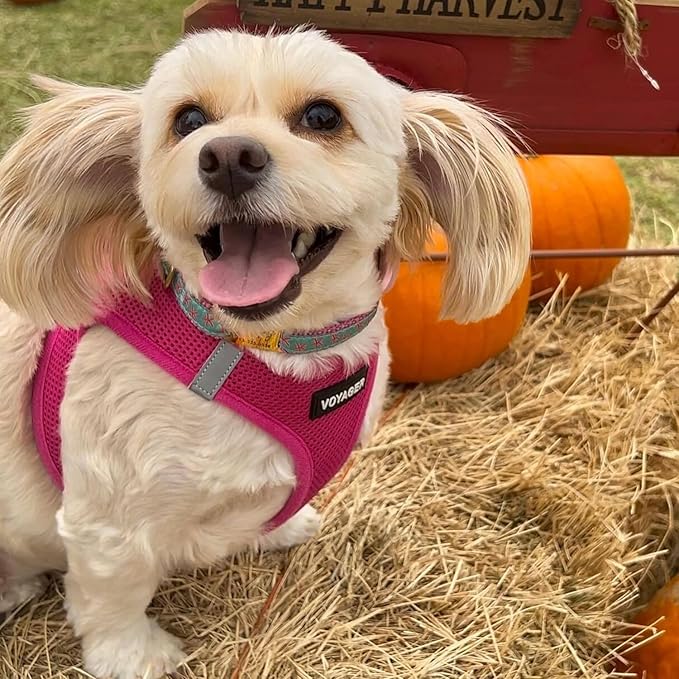 Best Pet Supplies Voyager Step-in Air Harness - All Weather Mesh, Reflective, No Pull Harness for Dogs, Cats - Secure with Hook & Loop Fastener, Buckle, Double D-Rings - Fuchsia, XXXS