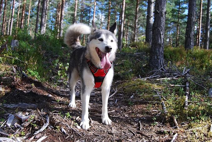 TRUE LOVE Adjustable No-Pull Dog Harness Reflective Pup Vest Harnesses Comfortable Control Brilliant Colors Truelove TLH5651(Red,S)