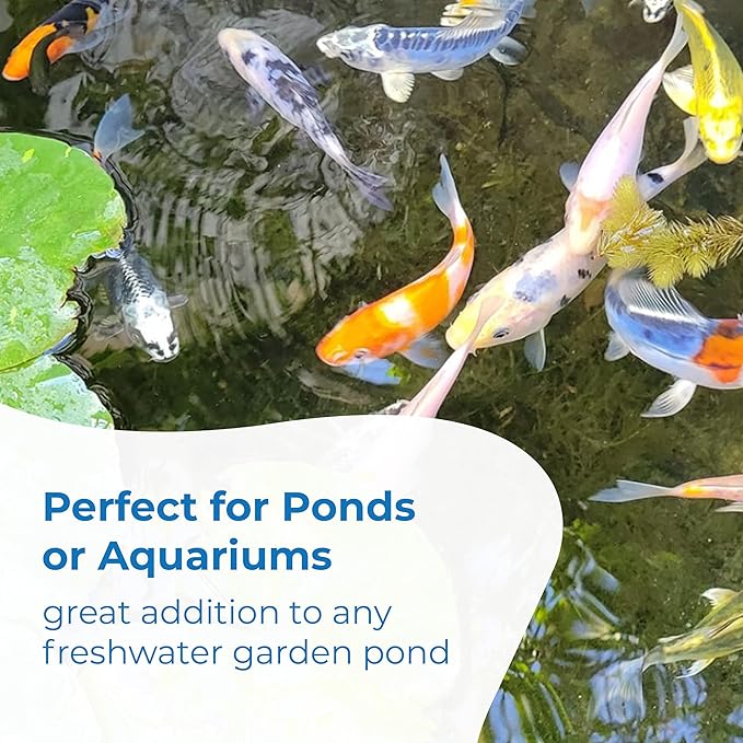Toledo Goldfish Standard Fin Koi, Variety of Colors and Patterns - Beautiful Live Fish Perfect for Ponds, Tanks, and Aquariums - 8-10 Inches, 5 Count