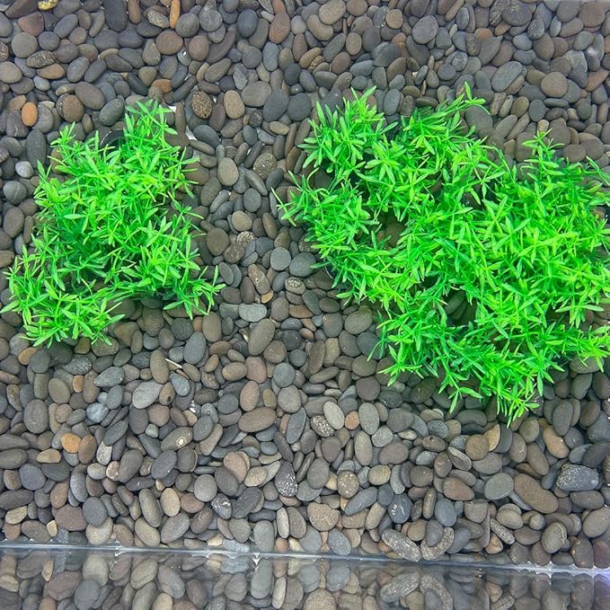 Smoothedo-Pets Aquarium Plant Fish Tank Decoration 20 Pieces Small/1" Tall Plastic Artificial Plant Goldfish Hidden Mini Grass Set (Green-A)