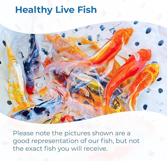 Toledo Goldfish Standard Fin Koi, Variety of Colors and Patterns - Beautiful Live Fish Perfect for Ponds, Tanks, and Aquariums - 3-4 Inches, 10 Count