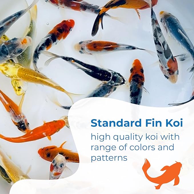 Toledo Goldfish Standard Fin Koi, Variety of Colors and Patterns - Beautiful Live Fish Perfect for Ponds, Tanks, and Aquariums - 3-4 Inches, 5 Count