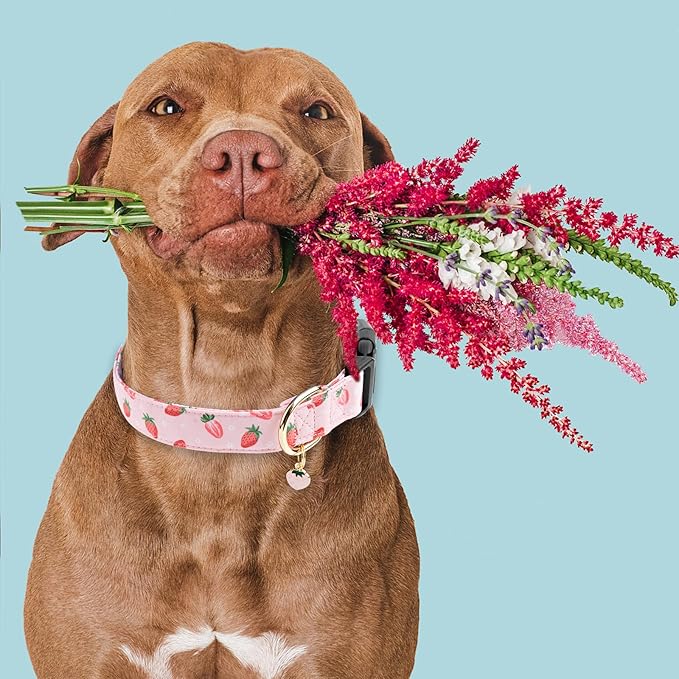Faygarsle Pink Strawberry Print Cotton Dog Collar for Small, Medium, Large Boys Girls Dogs M