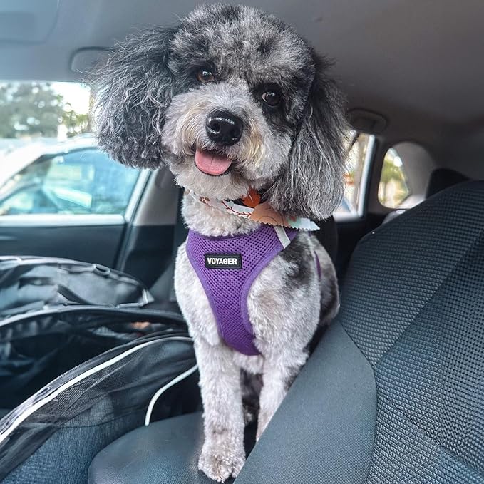 Best Pet Supplies Voyager Step-in Air Harness - All Weather Mesh, Reflective, No Pull Harness for Dogs, Cats - Secure with Hook & Loop Fastener, Buckle, Double D-Rings - Purple, XXS