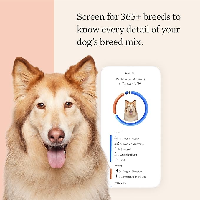Wisdom Panel Premium Dog DNA Kit: Most Comprehensive with 265+ Health Tests, Identify 365+ Dog Breeds, 50+ Traits, Relatives, Ancestry, Genetic Diversity - Pack of 1