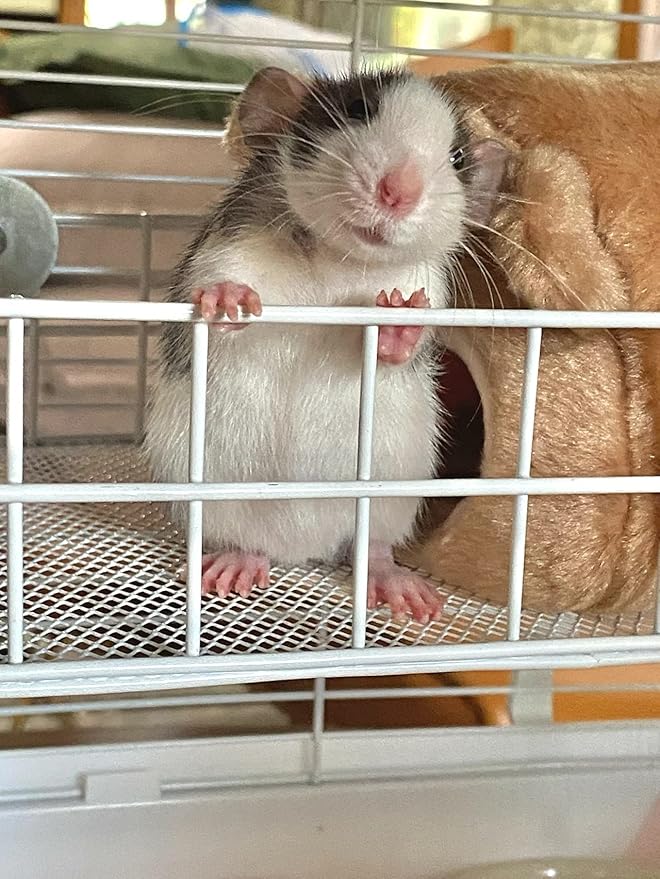 Rat Cage Platform, All-Metal Basket Chew-Proof Design, Chinchilla Toys and Cage Accessories Ledge Ramp fit Ferret, Guinea Pig, Sugar Glider