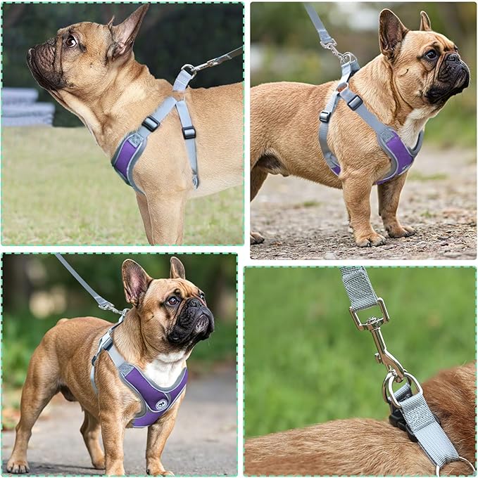 Dog Harness with Leash Set, Adjustable Step in Collars Harness with Breathable Padded Vest for Medium Dogs Training and Running (M, Purple)