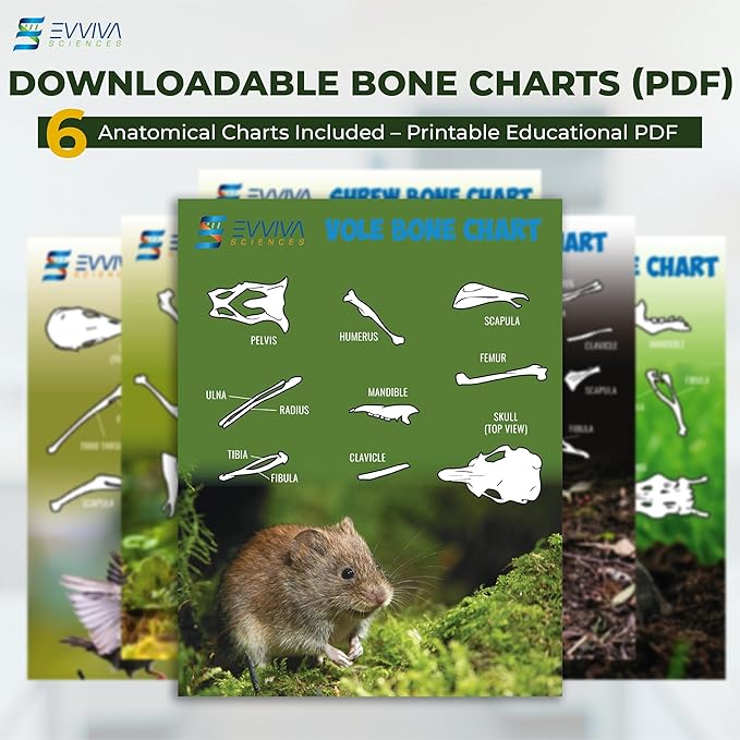 ES EVVIVA SCIENCES Owl Pellet Kit - Dissect 30 Mostly Small Real Owl Pellets w/Tools & PDF Bone Charts - Science Education Kit for Ages 15+ - Hands-On Animal Biology Science Lab Activity