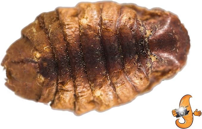 Chubby Dried Silkworm Pupae | 2?lbs | High-Protein Treat for Koi, Fish, Reptiles & Terrapins – Nutrient-Rich Calcium Snack