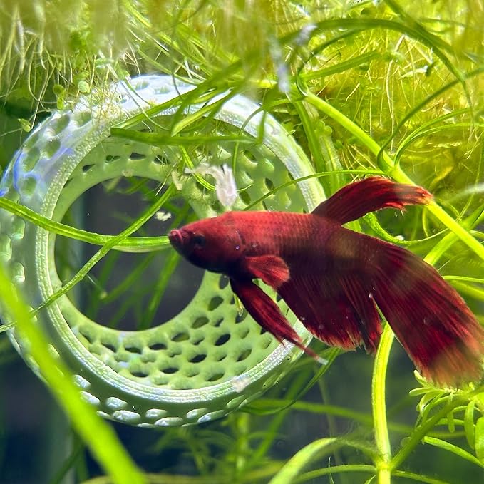 CTWPets Natural Betta Bulb Hide | Betta Rest Fish Tank Ornament | Aquarium Cave with Suction Cup for Small Fish Tank, Betta Habitat, Shrimp Hideout, Aquatic Decor (Dark Brown)