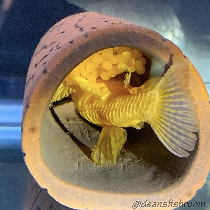 Plecoceramics Pleco Cave Breeding Ceramic Decorations Fish Tank Aquarium Medium Size (1 pcs)