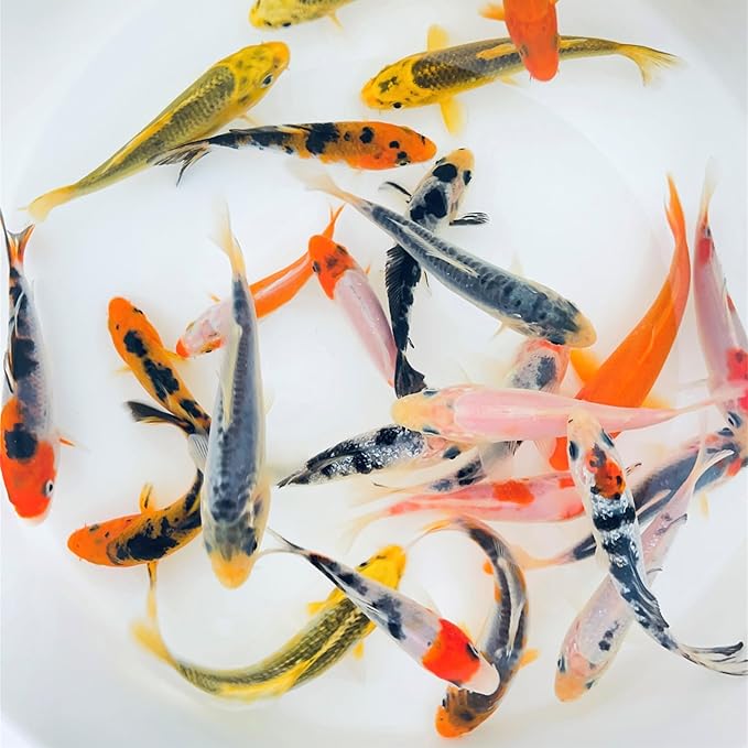 Toledo Goldfish Standard Fin Koi, Variety of Colors and Patterns - Beautiful Live Fish Perfect for Ponds, Tanks, and Aquariums - 5-6 Inches, 25 Count