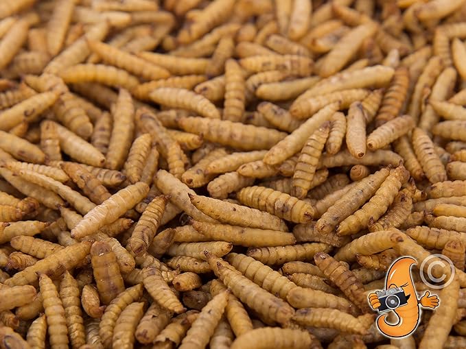 Chubby Dried Black Soldier Fly Larvae | 11 lbs | Non-GMO High-Protein Insect Treat for Chickens, Ducks & Wild Birds – Calcium-Rich Chicken Feed