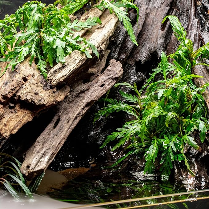 Ultum Nature Systems Driftwood - Dragon Drift Wood for Fish Tank, Planted Tank, Terriarium, Paludarium - Versatile Natural Driftwood Decor, Events Wood Centerpiece - Dragon Wood, Large (14-20")