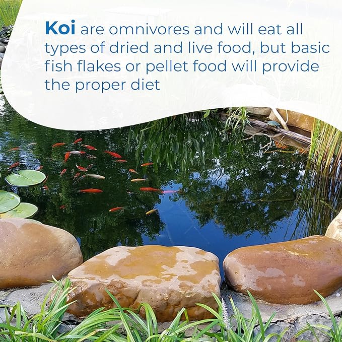 Toledo Goldfish Standard Fin Koi, Variety of Colors and Patterns - Beautiful Live Fish Perfect for Ponds, Tanks, and Aquariums - 5-6 Inches, 25 Count