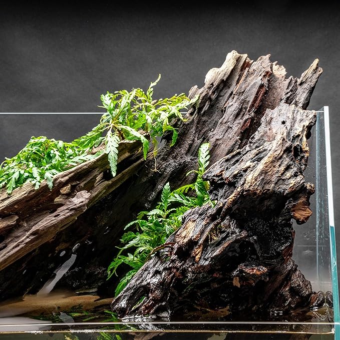 Ultum Nature Systems Driftwood - Dragon Drift Wood for Fish Tank, Planted Tank, Terriarium, Paludarium - Versatile Natural Driftwood Decor, Events Wood Centerpiece - Dragon Wood, X-Small (3-8")