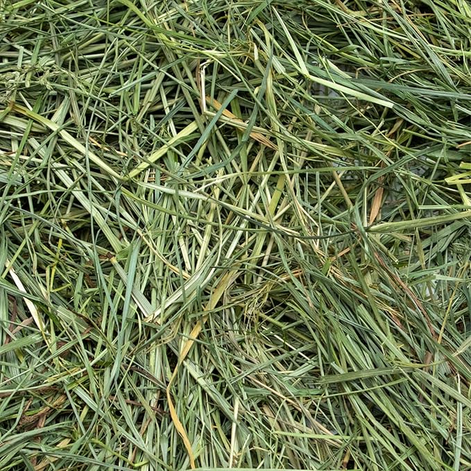 Rabbit Hole Hay - Ultra Premium Mountain Grass for Small Pets - 10 lb Box - Fresh & Nutritious
