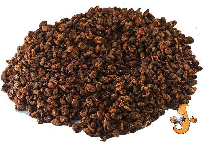 Chubby Dried Silkworm Pupae | 11?lbs | High-Protein Treat for Koi, Fish, Reptiles & Terrapins – Nutrient-Rich Calcium Snack