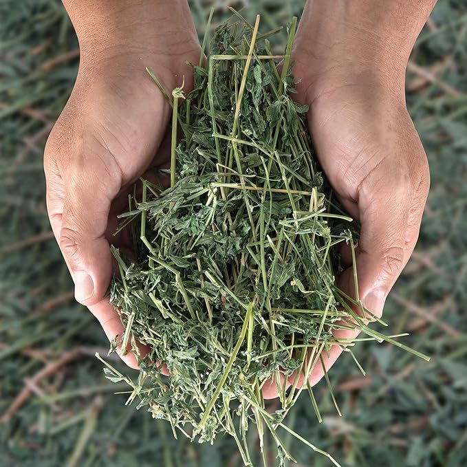 High Desert Alfalfa Hay, Protein Rich Soft Leaf Food for Young Growing Animals, Natural Rabbit Food and Guinea Pig Hay, Supports Digestive Health, Small Pet Supplies, Fresh Hand, Pack of 2, 10 Lb Box