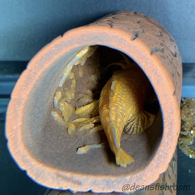 Plecoceramics Pleco Cave Breeding Ceramic Decorations Fish Tank Aquarium Medium Size (1 pcs)